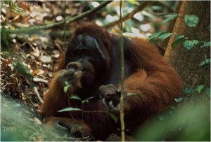 rayap-dan-serangga-termasuk-makanan-orangutan-foto-dok-robert-suro-dan-yayasan-palung-57873e7607b0bd1007c19b4f